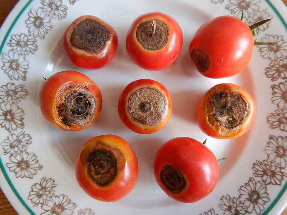 Альтернариоз (сухая пятнистость)