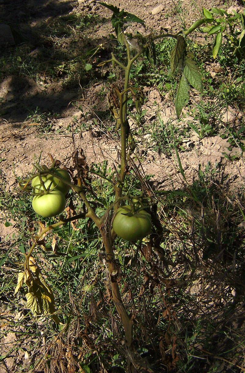 Фузариоз